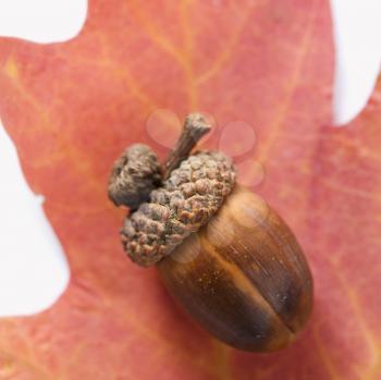 Royalty Free Photo of a Still Life of an Acorn on a Red Oak Leaf