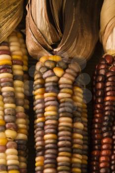 Royalty Free Photo of a Close-Up of Three Multicolored Ears of Indian Corn