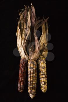 Royalty Free Photo of Three multicolored ears of Indian corn
