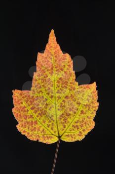 Royalty Free Photo of a Red Maple Leaf