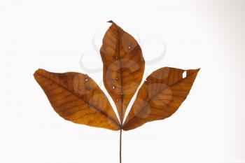 Royalty Free Photo of a Branch of Three Brown Hickory Leaves Against a White Background