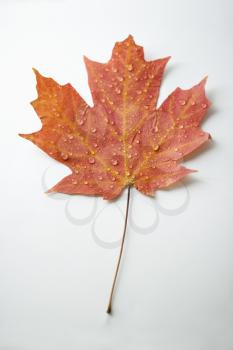 Royalty Free Photo of a Sugar Maple Leaf Sprinkled With Water Droplets