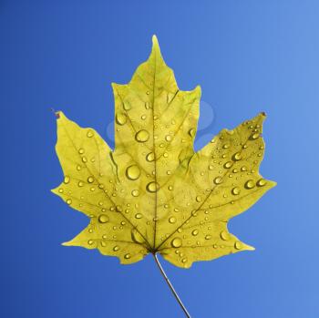 Royalty Free Photo of a Sugar Maple Leaf Sprinkled With Water Droplets Against a Blue Background