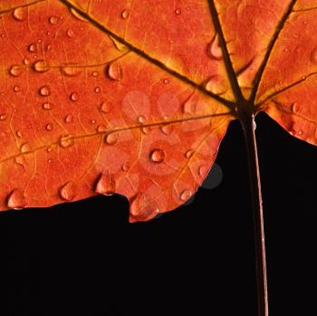Royalty Free Photo of a Close-up of a Sugar Maple Leaf in Fall Color Sprinkled with Water Droplets Against a Black Background