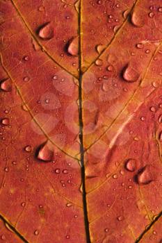 Royalty Free Photo of a Close-up of a Sugar Maple Leaf Sprinkled With Water Droplets