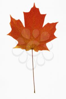 Royalty Free Photo of a Sugar Maple Leaf in Fall Color