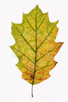 Royalty Free Photo of an Oak Leaf