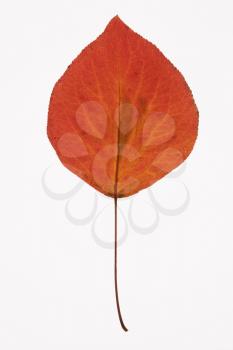 Red Bradford Pear leaf against white background.