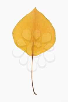 Royalty Free Photo of a Yellow Bradford Pear Leaf