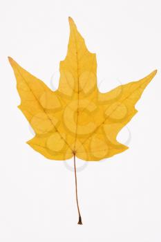 Royalty Free Photo of a Yellow Sugar Maple Leaf