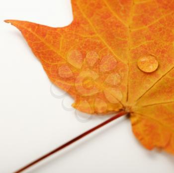 Royalty Free Photo of a Water Droplet on an Orange Sugar Maple Leaf 
