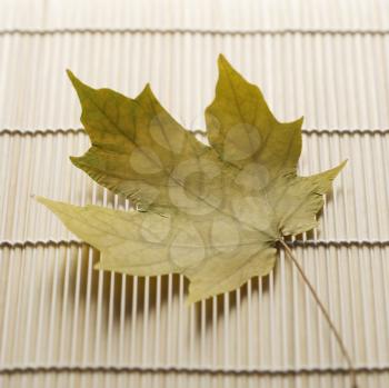 Sugar Maple leaf resting on bamboo mat.