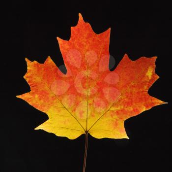 Royalty Free Photo of a Sugar Maple Leaf 