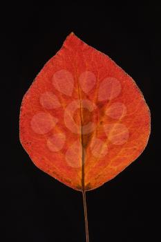 Red Bradford Pear leaf against black background.