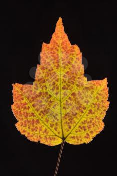 Red Maple leaf in fall colors against black background.