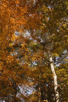 Royalty Free Photo of American Beech Trees in Fall