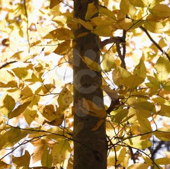 Royalty Free Photo of a Close-up of American Beech Tree Branches Covered With Yellow Fall Leaves
