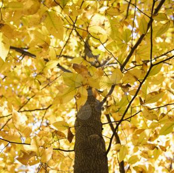 Royalty Free Photo of a Close-up of American Beech Tree Branches Covered With Yellow Fall Leaves