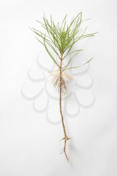 Royalty Free Photo of a Still-Life of a Dug Up Sapling in a Studio Against a White Background