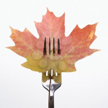 Royalty Free Photo of a Maple Leaf Pierced by a Dinner Fork