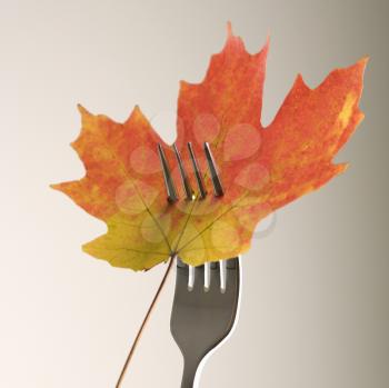 Royalty Free Photo of a Maple Leaf Pierced by a Dinner Fork
