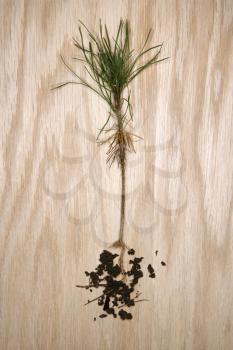 Royalty Free Photo of an Unearthed Pine Sapling With Roots Exposed