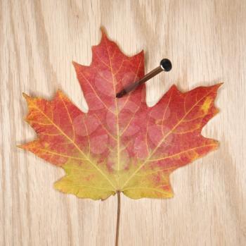 Red and green Maple leaf nailed to board.