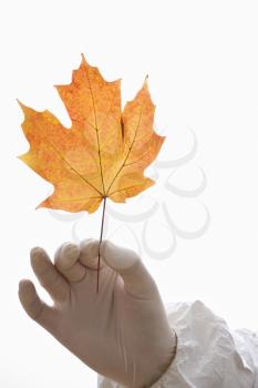 Royalty Free Photo of a Hand Holding a Maple Leaf