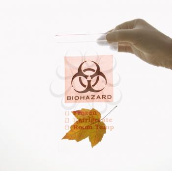 Royalty Free Photo of a Hand Wearing a White Rubber Glove Holding a Plastic Bio-hazard Bag Containing an Orange Maple Leaf