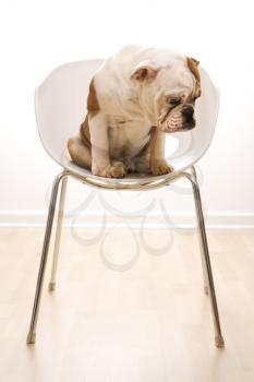 English Bulldog sitting in modern chair looking at floor.