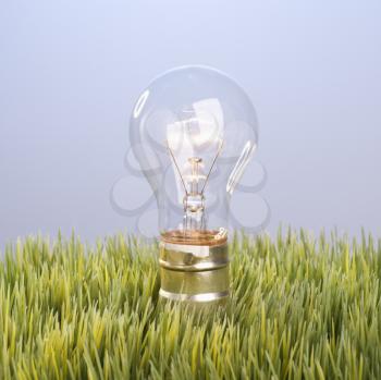 Royalty Free Photo of a Glass Light Bulb in Grass