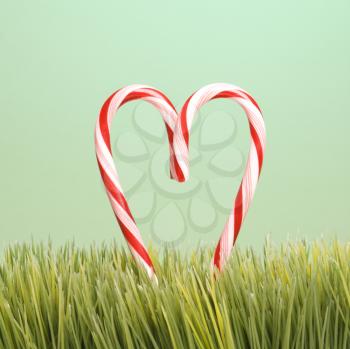 Royalty Free Photo of Candy Canes Forming a Heart in the Grass