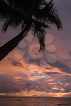 Royalty Free Photo of a Sunset and Palm Tree By the Pacific Ocean in Maui Hawaii