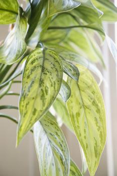 Royalty Free Photo of Green Leaves of Chinese Evergreen Houseplant