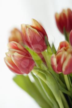 Royalty Free Photo of Red and Yellow Tulips