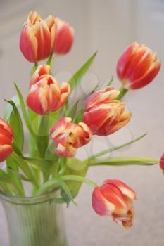 Royalty Free Photo of Tulips in a Vase