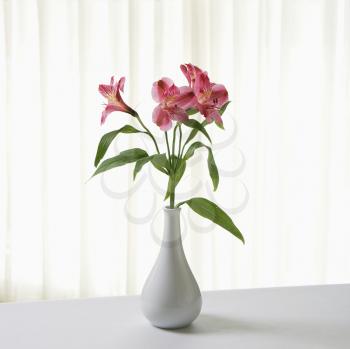Royalty Free Photo of Pink Alstremeria Flowers in a White Vase