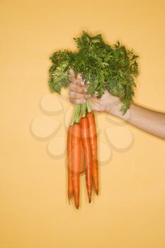 Royalty Free Photo of a Woman Holding Out a Fresh Bunch of Carrots 