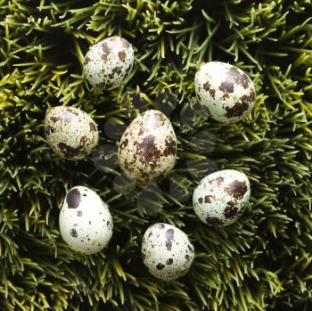 Royalty Free Photo of Speckled Eggs on Grass