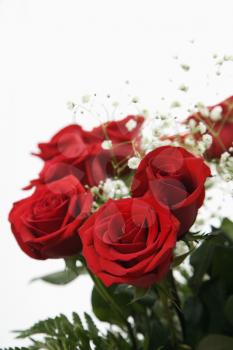Royalty Free Photo of a Close-up of a Bouquet of Red Roses With Baby's Breath