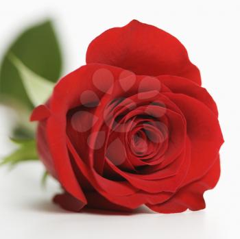 Royalty Free Photo of a Close-up of Single Red Rose