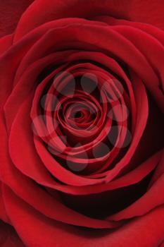 Royalty Free Photo of Red Rose