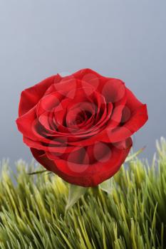 Royalty Free Photo of a Single Red Rose Growing Out of Artificial Green Grass