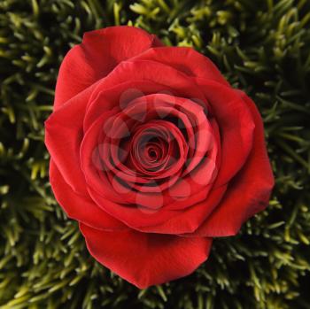 Royalty Free Photo of a Red Rose Growing Out of Artificial Green Grass