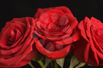 Royalty Free Photo of a Close-up of Three Red Roses