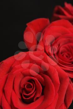Royalty Free Photo of Red Roses Against a Black Background