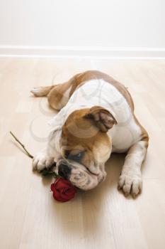 Royalty Free Photo of an English Bulldog Lying on the Floor Sniffing a Long-Stemmed Red Rose