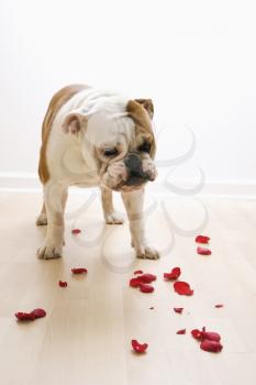 Royalty Free Photo of an English Bulldog Looking Down at Red Rose Petals