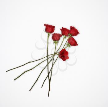 Royalty Free Photo of Long-Stemmed Red Roses Spread Out Against a White Background