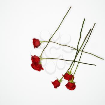 Royalty Free Photo of Long-Stemmed Red Roses Spread Out Against a White Background